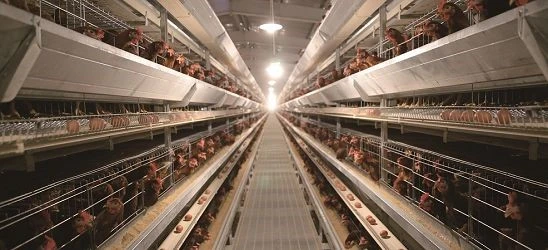 Poultry Equipment